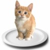 1 cat 1 dish