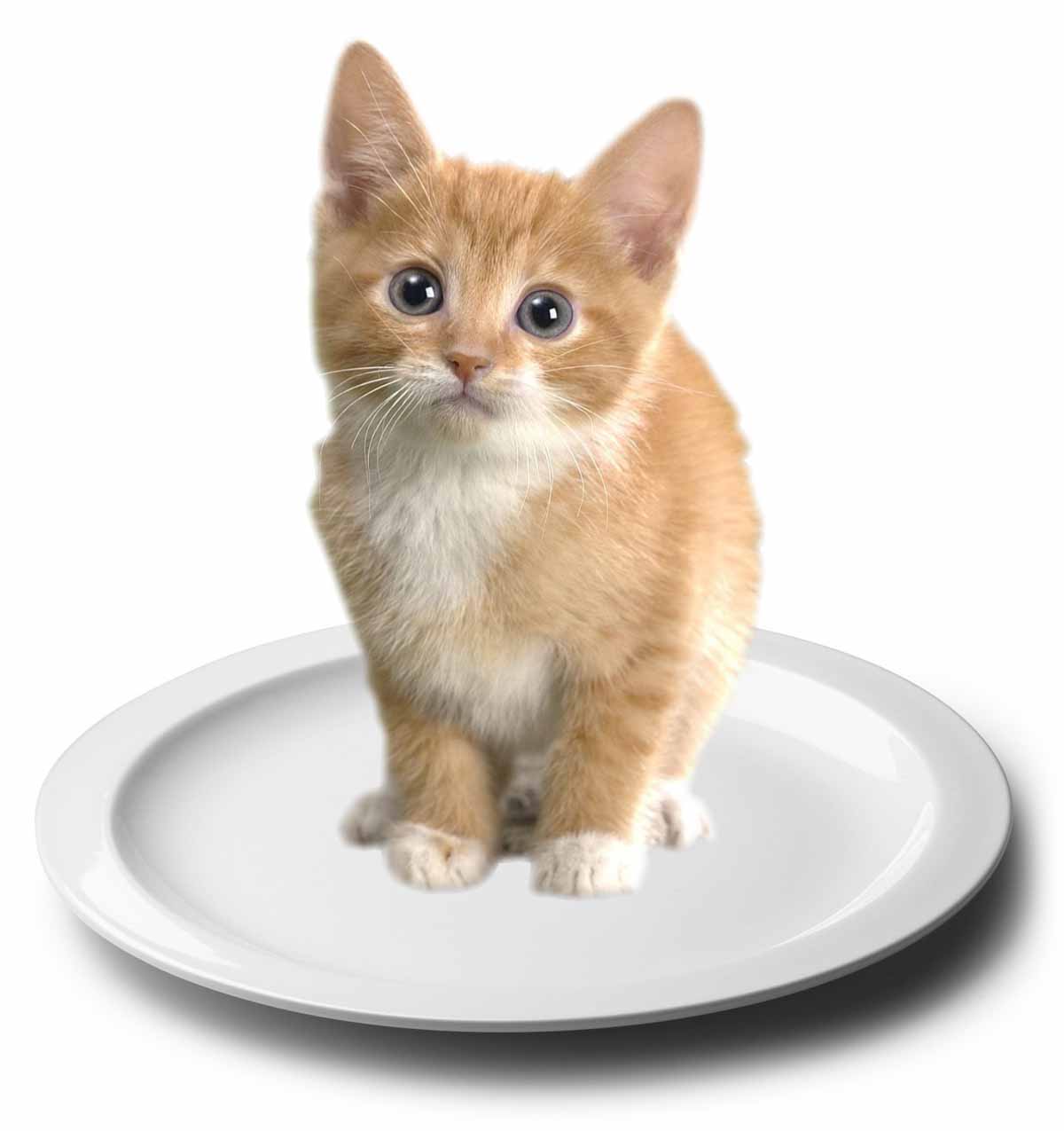 1 cat 1 dish